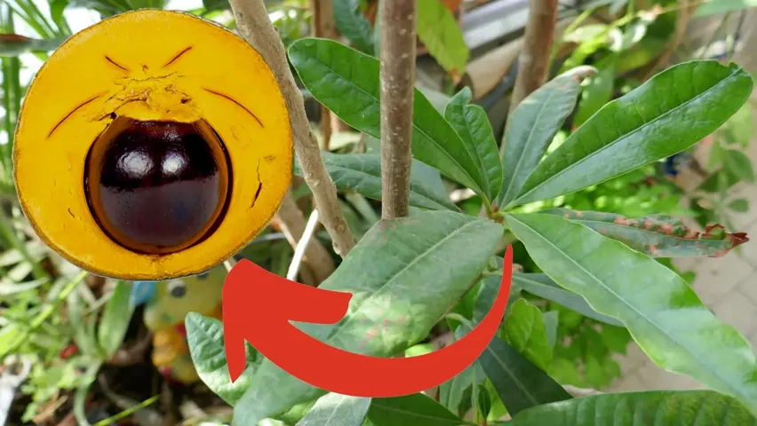 Lucuma fruit