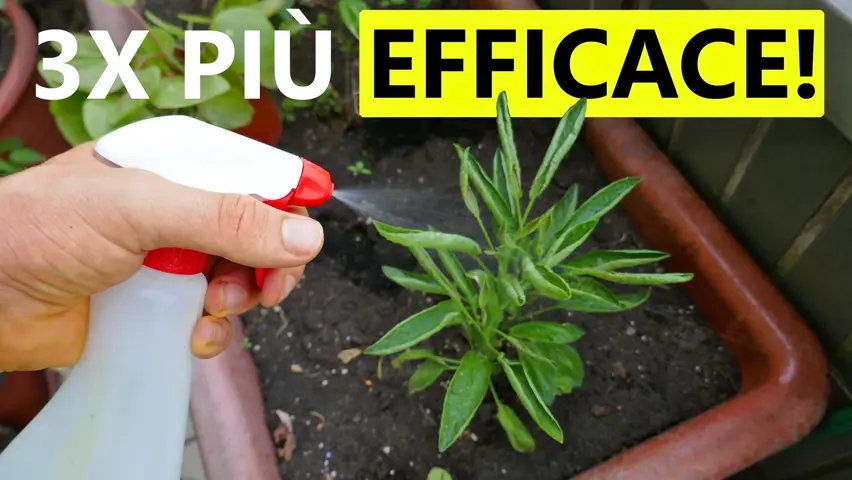 Potassium Soap: A Secret to Maximize Effectiveness