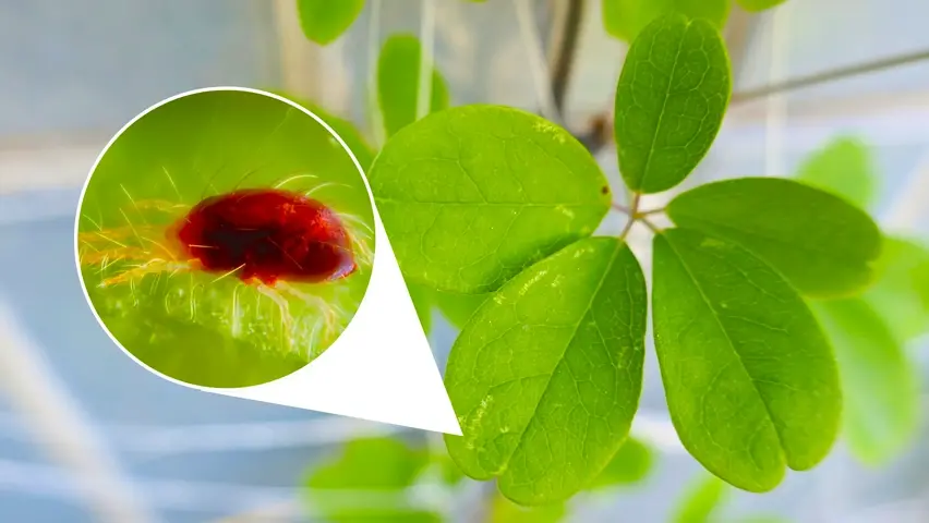 The Ultimate Guide to Fighting Spider Mites